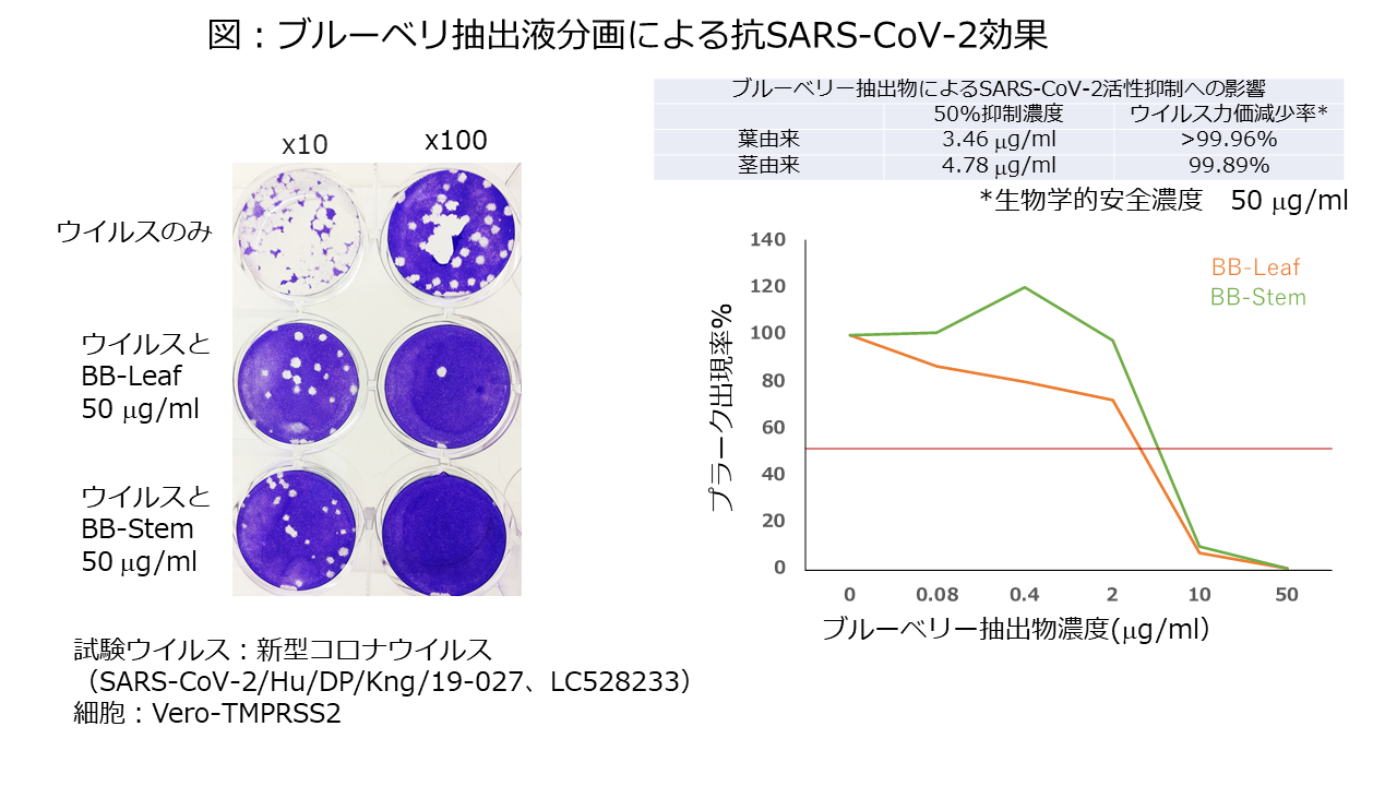 ブルーベリー茎葉抽出成分中に新型コロナウイルスの不活化効果 食品と開発